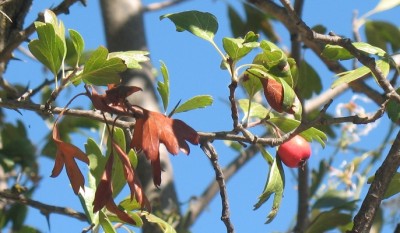 Weißdorn rot.JPG (164.4 KiB) 1668 mal betrachtet Weißdorn mit roten Früchten