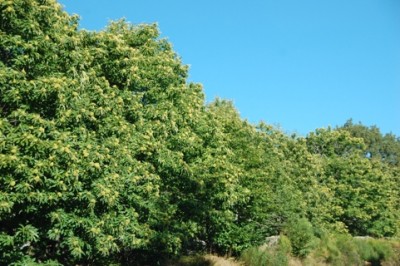 An manchen Orten findet man richtige Wälder...