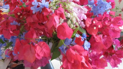 blumen 006 [640x480].JPG