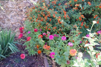Herbstblumen.JPG (150.14 KiB) 1176 mal betrachtet Das Foto ist natürlich nicht so schön wie das Original, aber es entstand - wie immer - im Schnelldurchgang....