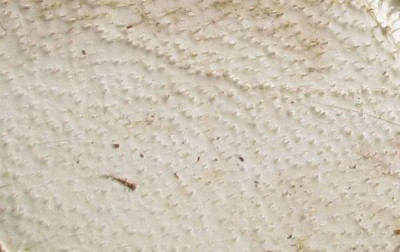 Rätsel0.JPG (51.82 KiB) 1800 mal betrachtet Was ist das?