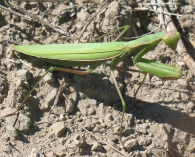 Ein Pendant zu deinem braunen Exemplar, Florecilla.