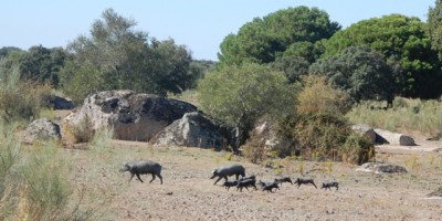 Manchmal sieht man ganze Familien. Hier schaute erst die Mutter vorsichtig hinter dem Felsen hervor, stieß einen Laut aus und dann folgte im Schweinegalopp die ganze Herde.