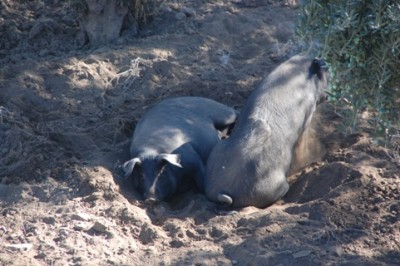 Wer möchte hier nicht Schwein sein?