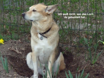 Georgie1.jpg