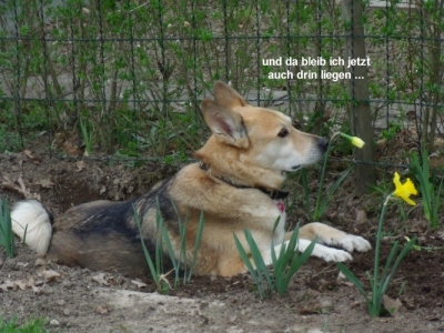 Georgie2.jpg