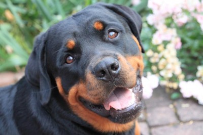 Vorsicht Kampfhund.<br />Hund kämpft mit seinem Gewicht.