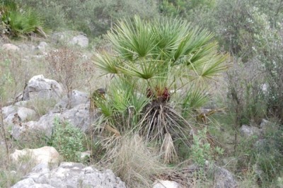 Bergpalme.JPG