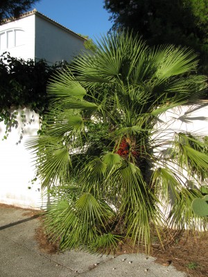 Die Palme ...