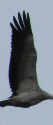 Kranich - Rätsel 3 - klein.jpg