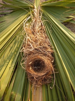 Vogelnest auf Palmenblatt.JPG