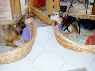 chico+susi.jpg