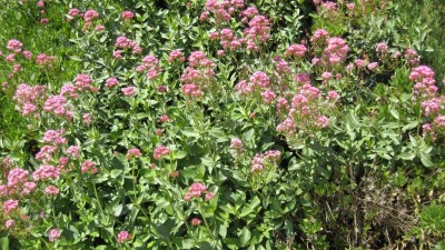 ingridundmarioinmoraira 032 [800x600].jpg