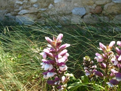 Knabe1.JPG