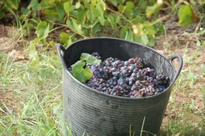 Wein.JPG