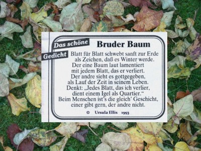Bruder Baum 5.jpg
