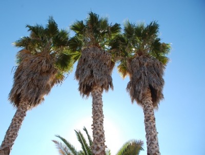 Palme1.JPG