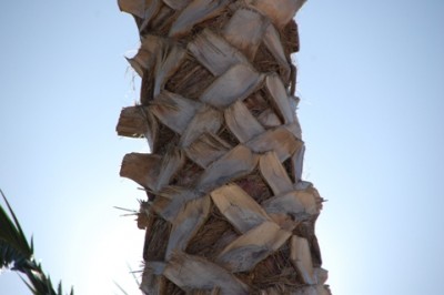 Palme2.JPG