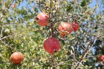 Zum Vergleich: farbige Granatäpfel