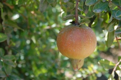 Gr.JPG (129.54 KiB) 3109 mal betrachtet Blasser Granatapfel