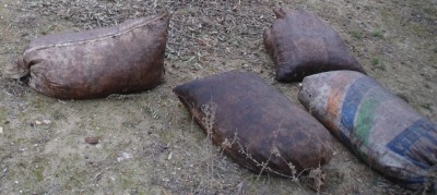 Vollreife Oliven, tagelang in Plastiksäcken aufbewahrt.