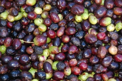 Hier wurde alles verwendet: angeschlagene, befallene und von der Erde aufgelesene Oliven.