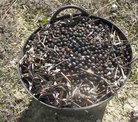 Diese Oliven haben einen sehr hohen Ölgehalt. Sie wurden im Januar geerntet. In den vollreifen Früchten krabbelt es manchmal ganz ordentlich. Ich vergleiche sie immer mit vollreifen Pflaumen.