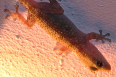 Deutlich sichtbar: die länglichen Pupillen des nachtaktiven Geckos