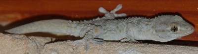 Nachtaktiver Gecko an der Costa Blanca