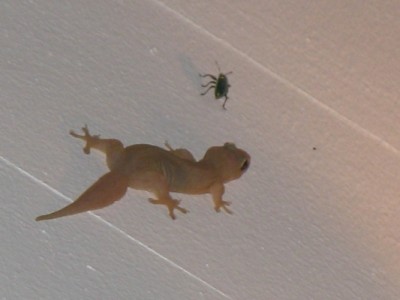 Nachtaktiver Gecko auf den Seychellen