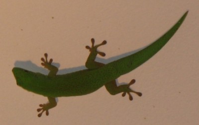 tagaktiver Gecko auf den Seychellen