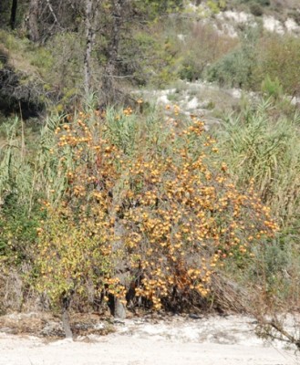 Kakibaum.JPG (163.37 KiB) 4362 mal betrachtet Zurzeit leuchten die Früchte der Kakibäume an den kahlen Ästen.