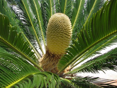 Der männliche Zapfen eines Palmfarns