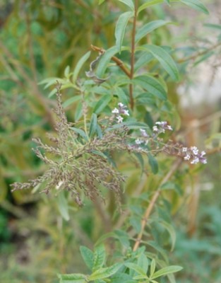Zitonenverbene: Blätter und Blüte