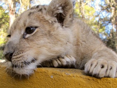 10 1160 09.12 Safari Park Aitana.JPG