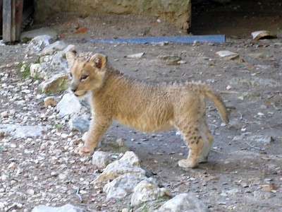 10 1155 09.12 Safari Park Aitana.JPG