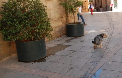 Natürlich kann ein Hund auch mal ausbüxen, aber dies sollte keine Alternative zum Gassi-gehen sein.