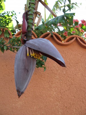 Die Blüte