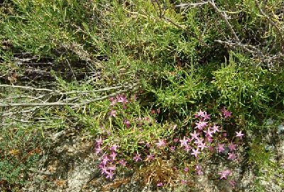 Was blüht da am Straßenrand?