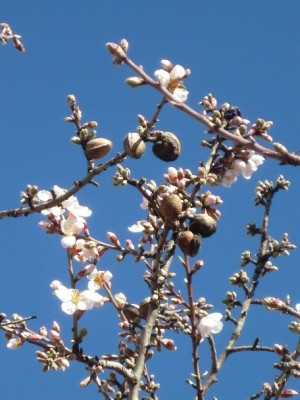 die ersten Mandelblüten