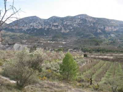 Oliven- und Mandelplantagen im Hinterland der Costa Blanca