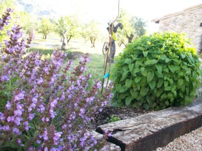 2009 03.05 074.JPG (81.64 KiB) 2717 mal betrachtet Salbei und Zitronenmelisse