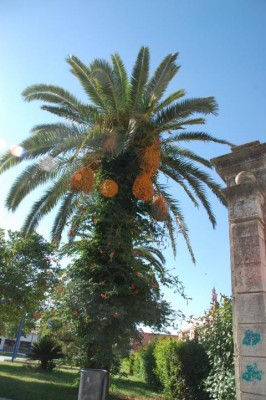 DSC_0067.JPG (103.99 KiB) 2730 mal betrachtet Auch Palmen lassen sich unterpflanzen, farblich Ton in Ton