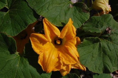 DSC_0094.JPG (114.73 KiB) 2723 mal betrachtet Zucchiniblüte