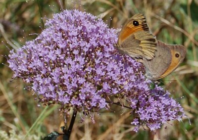 DSC_0102.JPG
