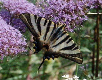 DSC_0132.JPG