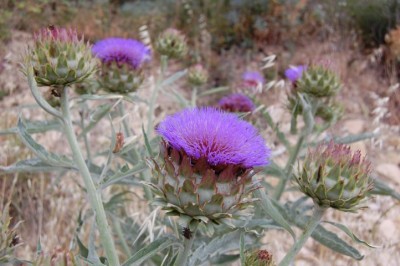 DSC_0147.JPG (118.94 KiB) 2987 mal betrachtet Artischocke