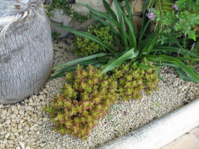 Garten8.JPG
