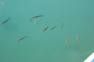 Fische im Hafen von Moraira