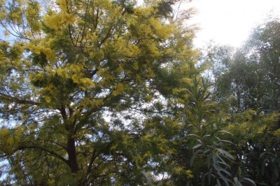 Acacia dealbata, Silberakazie oder Falsche Mimose